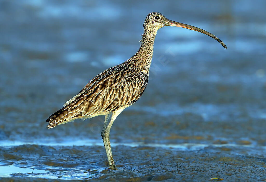 Far Eastern Curlew, identification