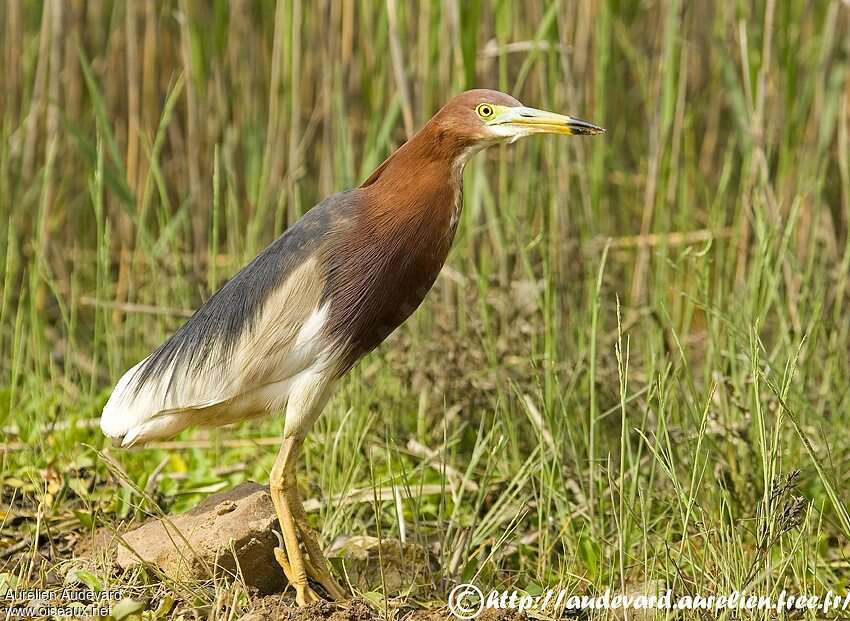 Chinese Pond Heronadult breeding, identification