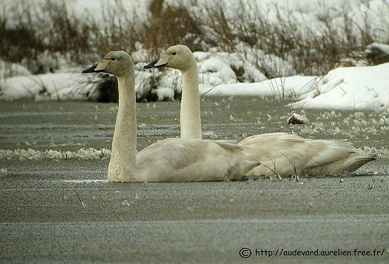 Whooper Swan