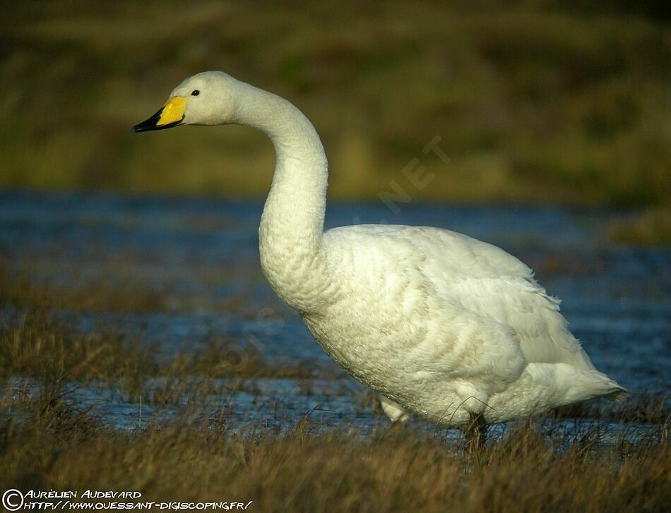 Whooper Swan, identification