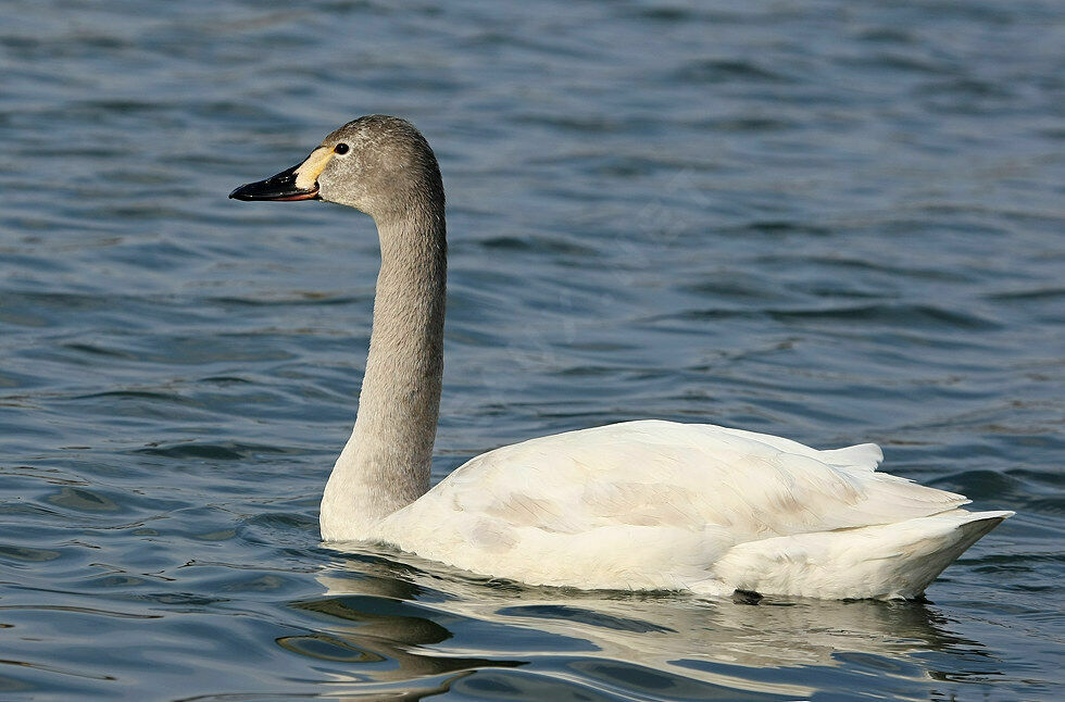 Cygne de Bewick2ème année, identification