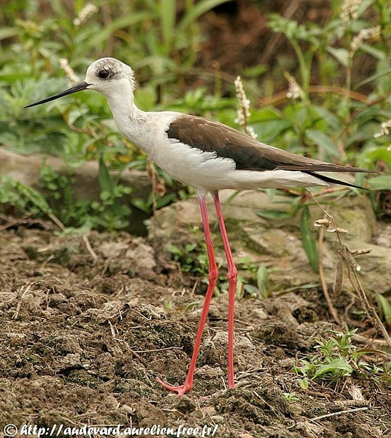 Échasse blanche