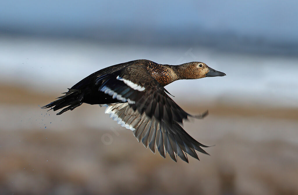 Steller's Eider
