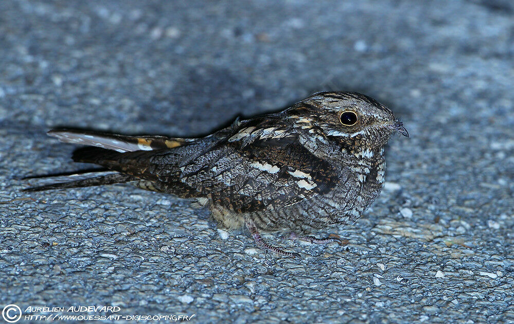 Engoulevent d'Europeadulte, identification