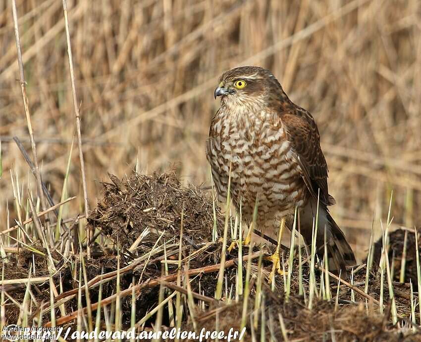 Épervier d'Europejuvénile, identification