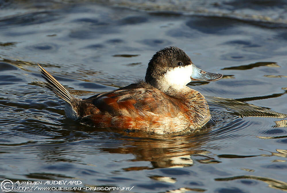 Ruddy Duck male adult transition, identification