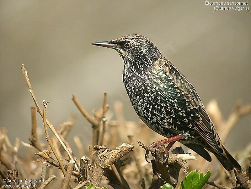 Common Starling
