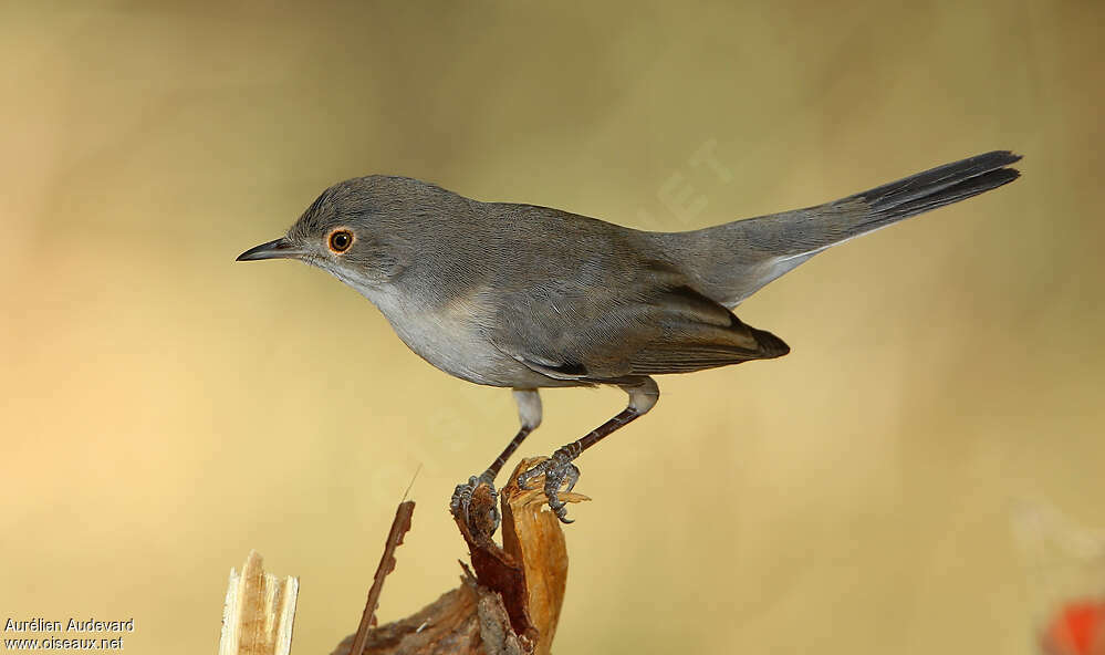 Fauvette de Ménétries femelle adulte, identification