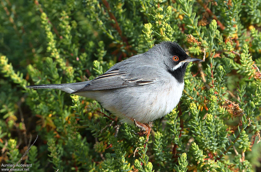 Rüppell's Warbler male subadult breeding, habitat