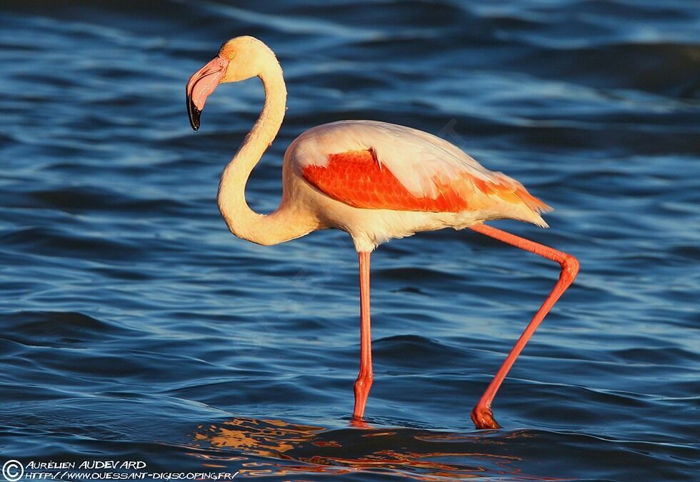 Flamant rose