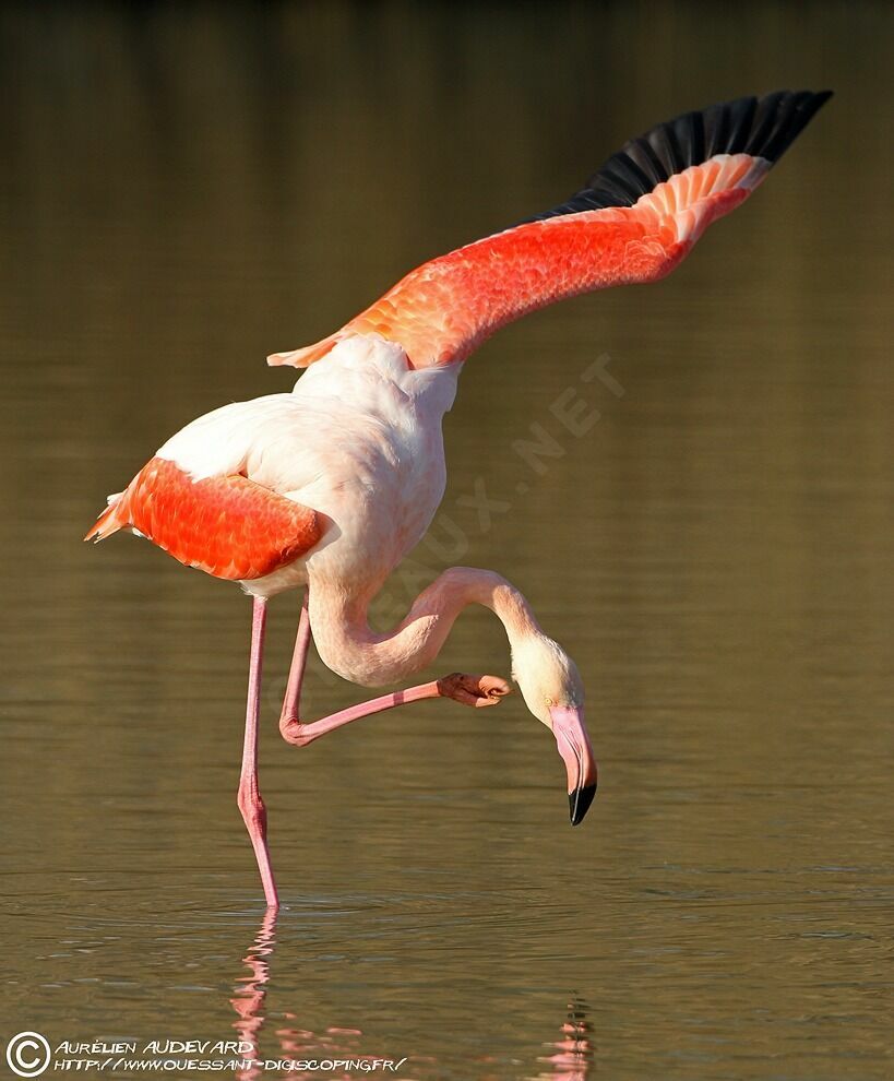 Flamant rose