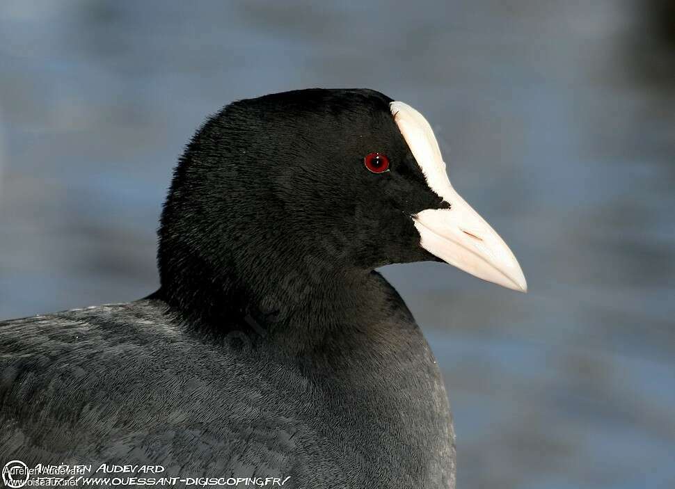 Eurasian Cootadult, close-up portrait