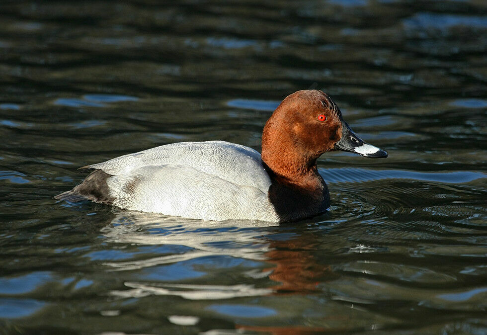 Common Pochard