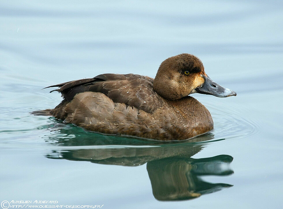 Greater Scaup