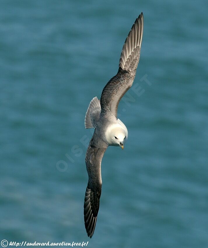 Fulmar boréal