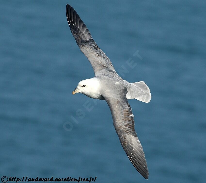 Fulmar boréal