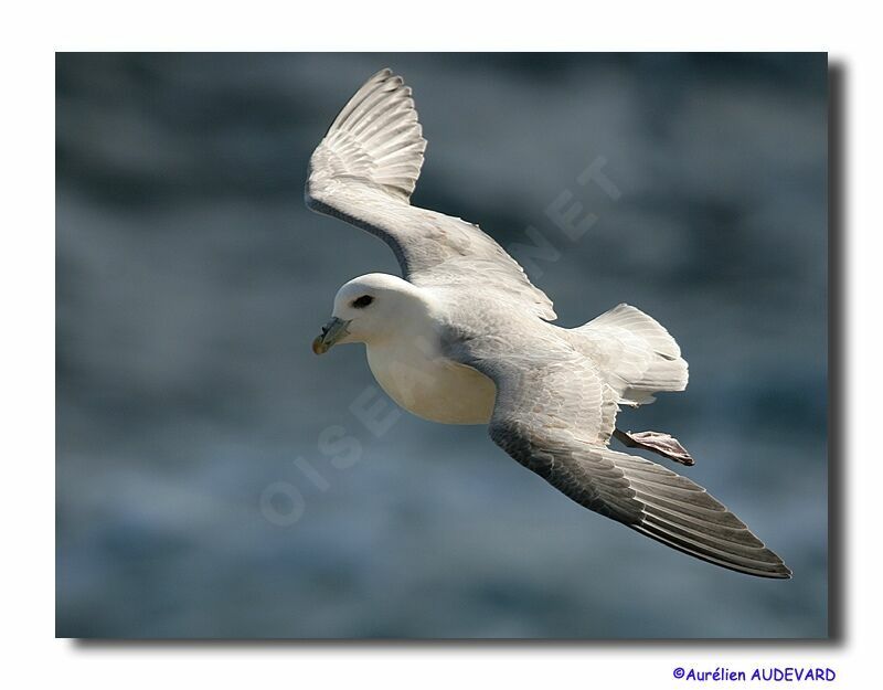 Fulmar boréal