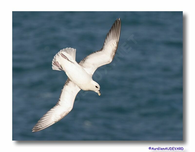 Fulmar boréal