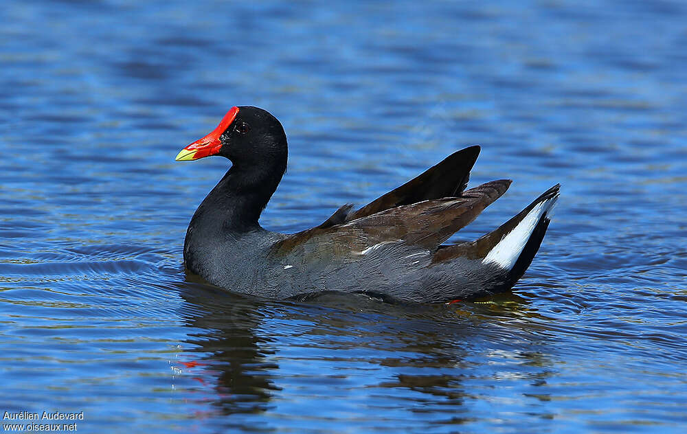 Common Gallinule