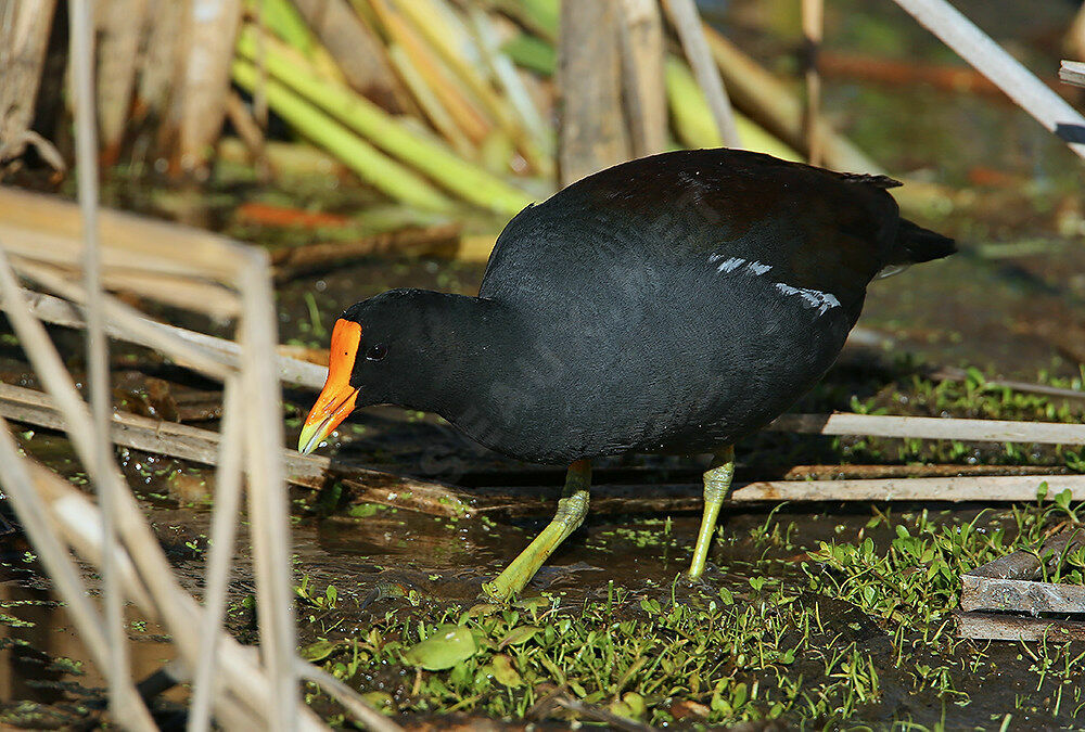 Common Gallinulesubadult, identification