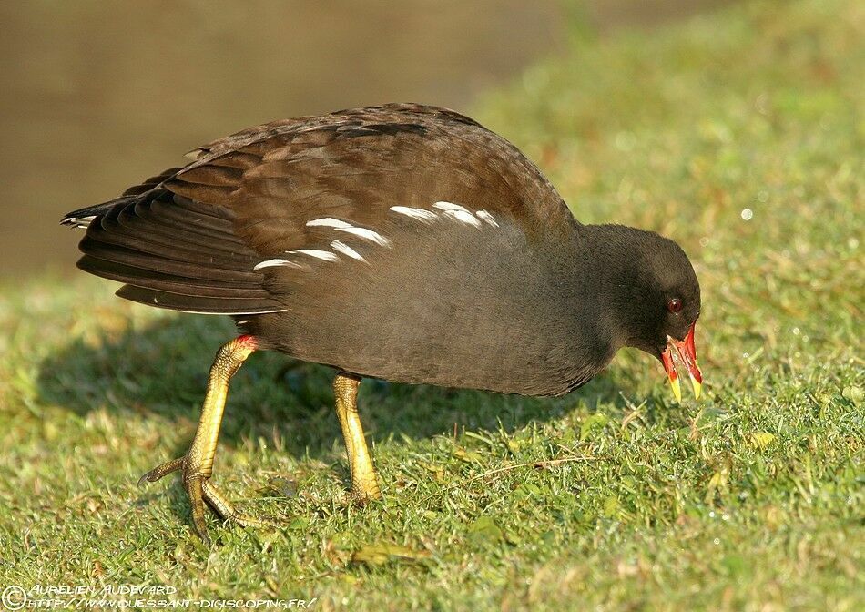 Gallinule poule-d'eauadulte internuptial