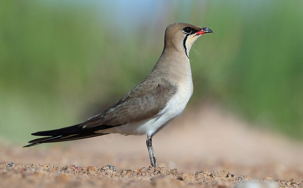 Collared Pratincole