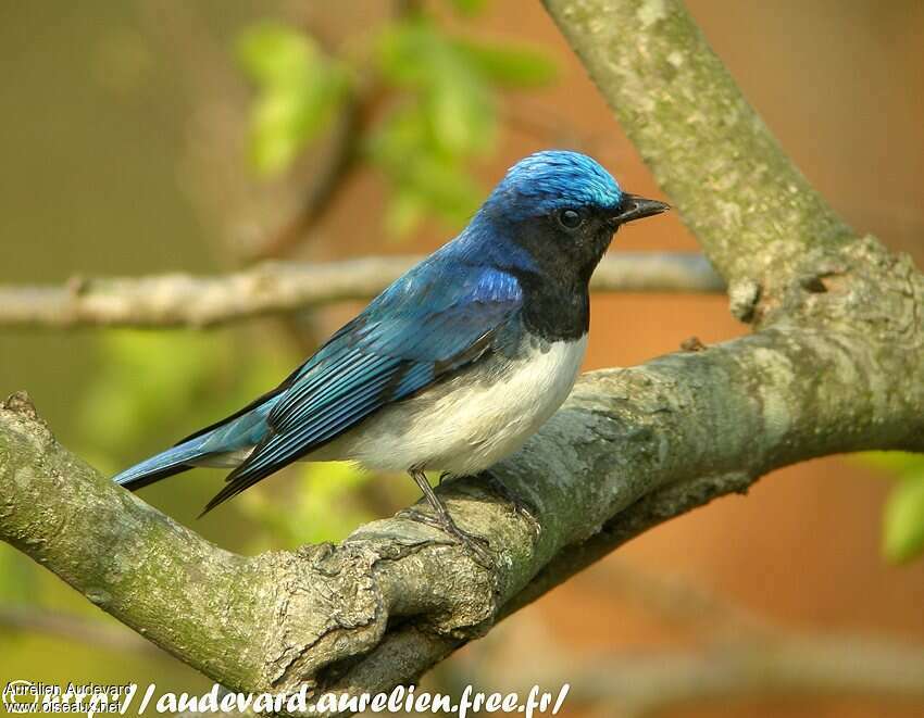 Gobemouche bleu mâle adulte, identification