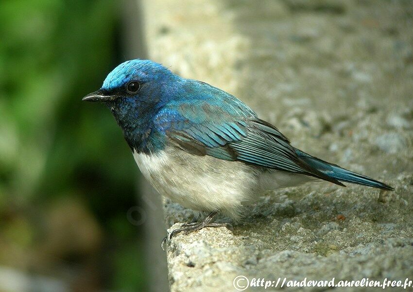 Blue-and-white Flycatcher