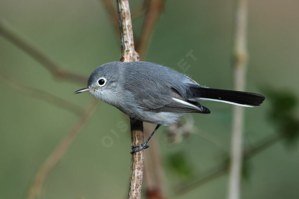 Gobemoucheron gris-bleu