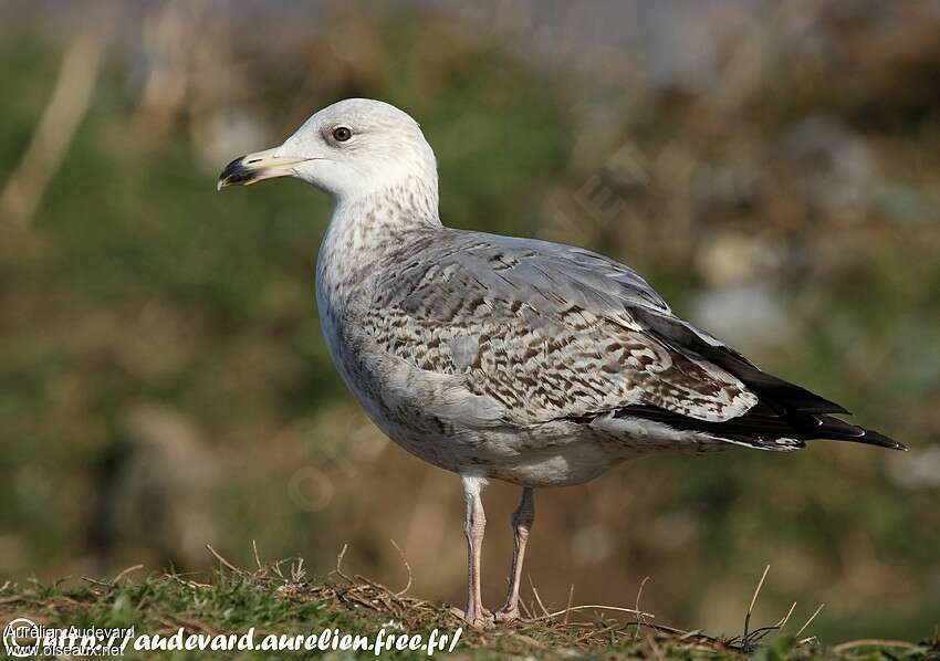 European Herring GullThird  year, identification