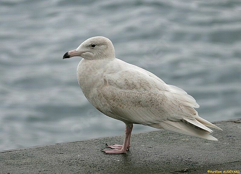 Glaucous Gull