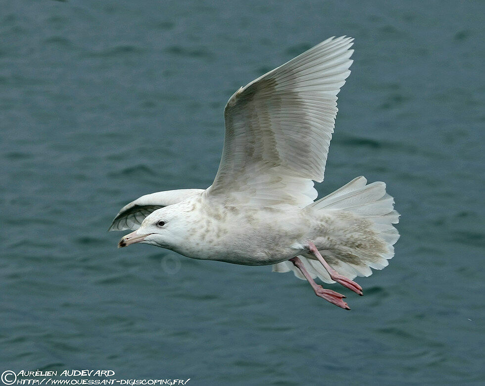 Glaucous Gull