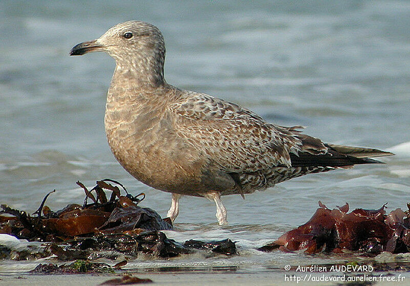American Herring Gulljuvenile