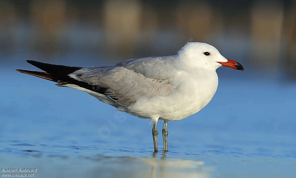 Goéland d'Audouin3ème année, identification