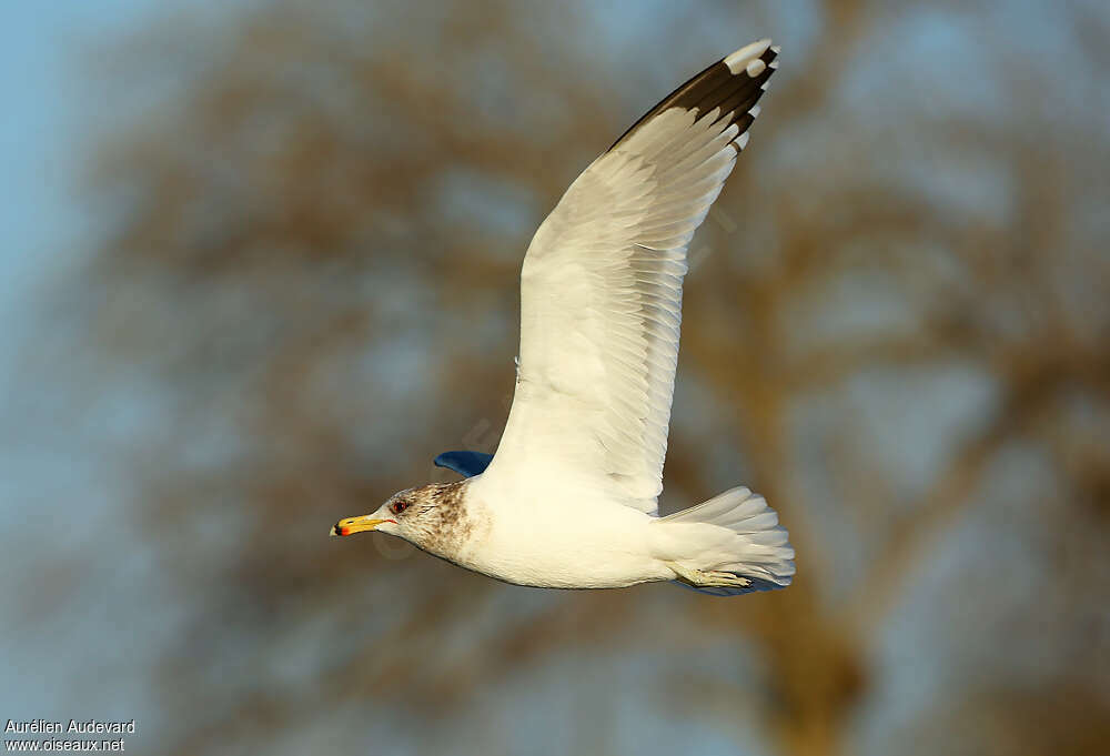 California Gull, Flight