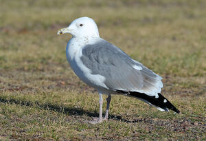 Goéland de Mongolie