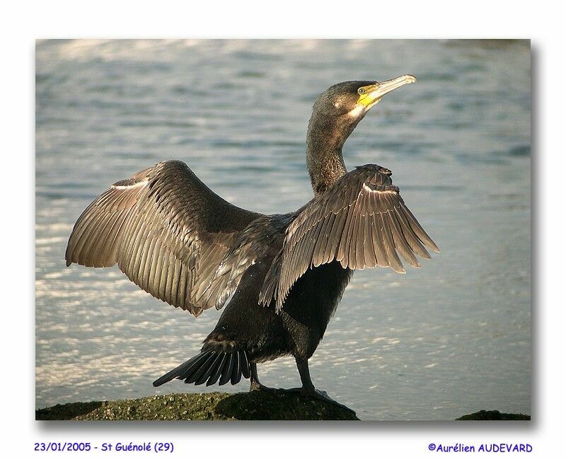 Grand Cormoran