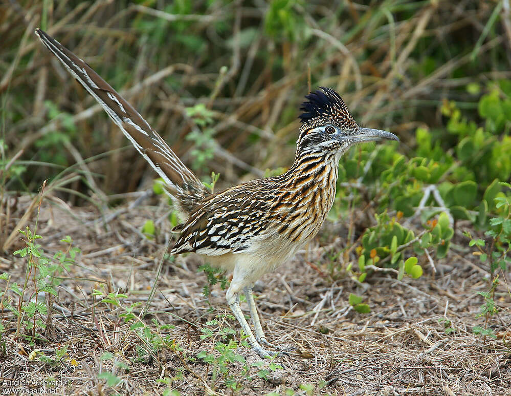 Greater Roadrunneradult breeding, identification