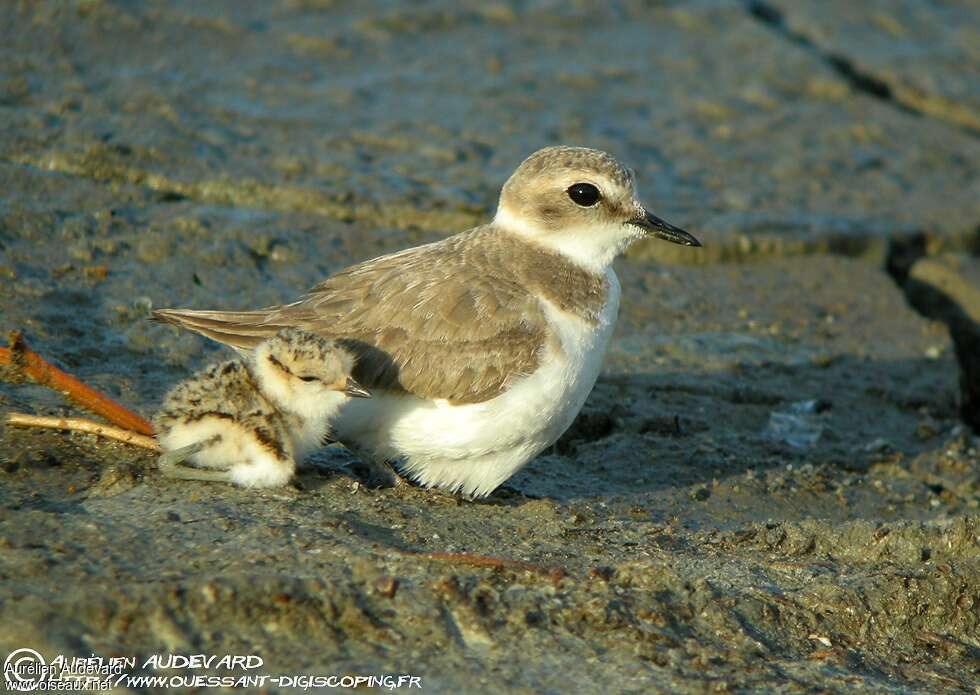 Kentish Plover, Reproduction-nesting