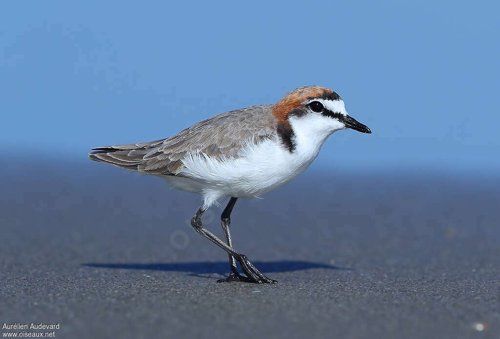 Red-capped Plover male adult breeding, identification