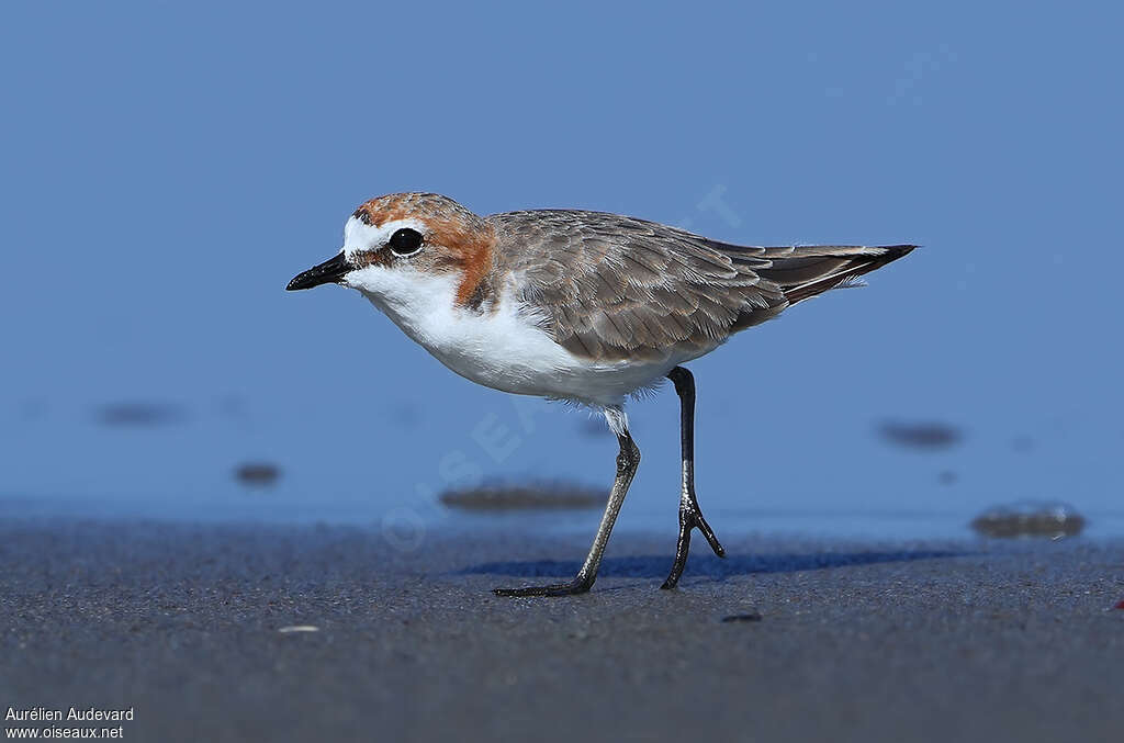 Red-capped Plover female adult breeding, identification