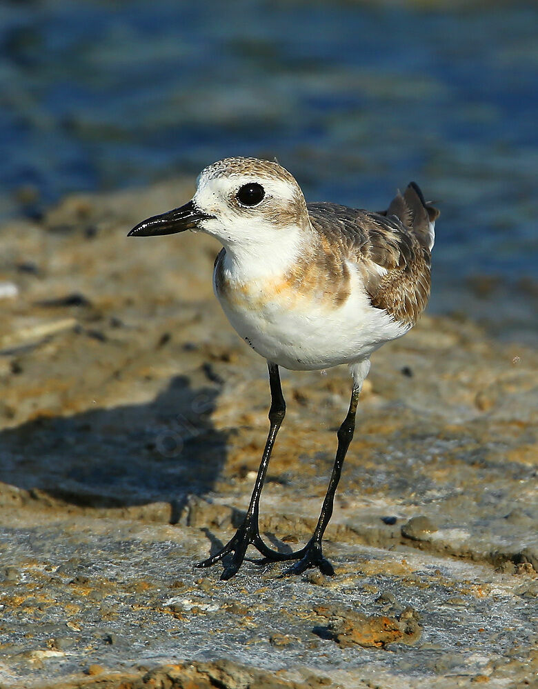 Greater Sand Ploverimmature