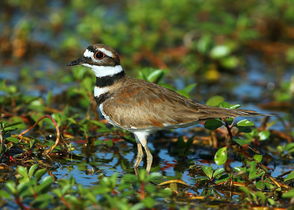 Killdeeradult breeding, identification, habitat