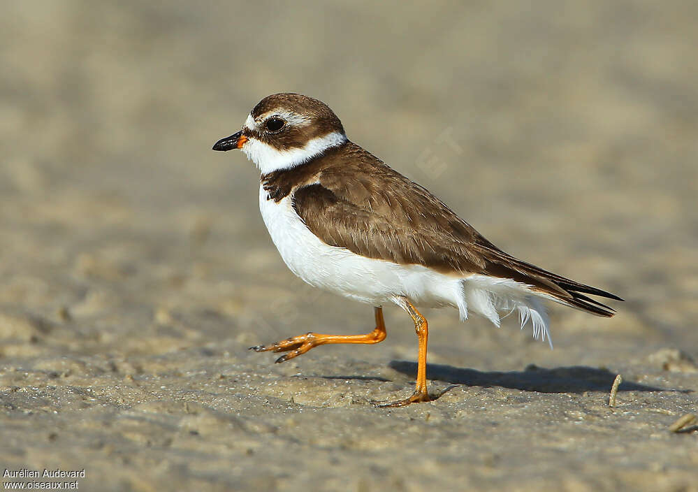 Semipalmated Ploveradult, Behaviour