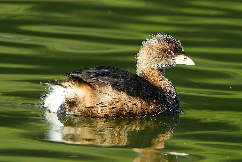 Pied-billed Grebeimmature