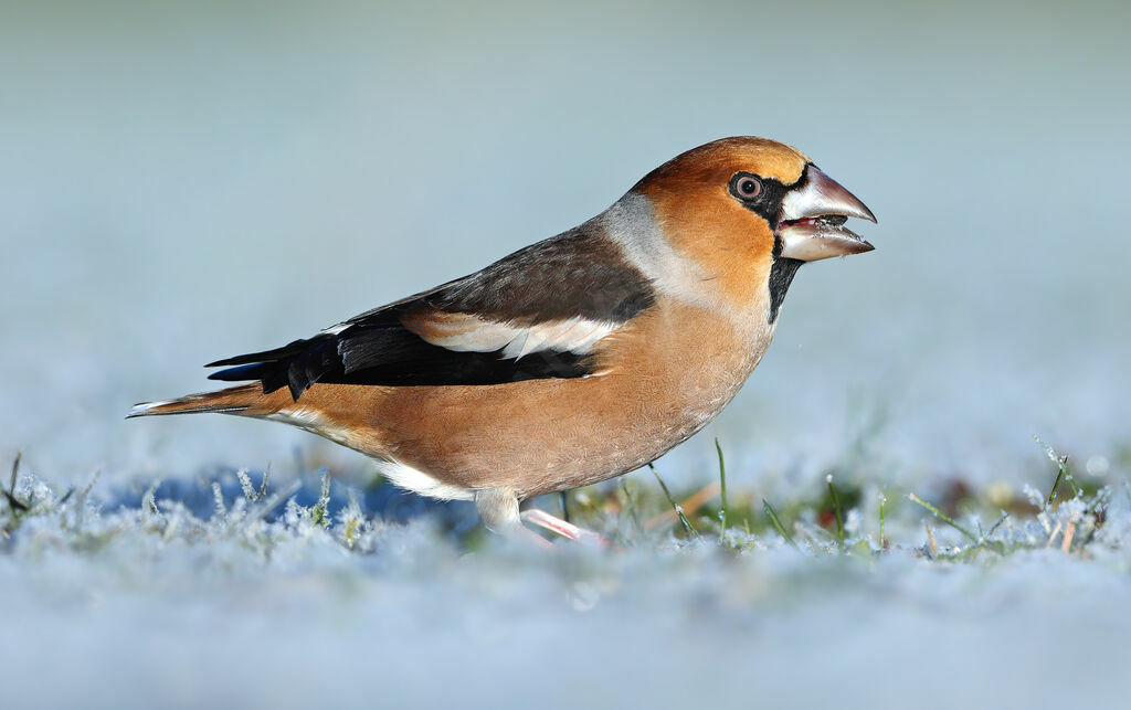 Hawfinch