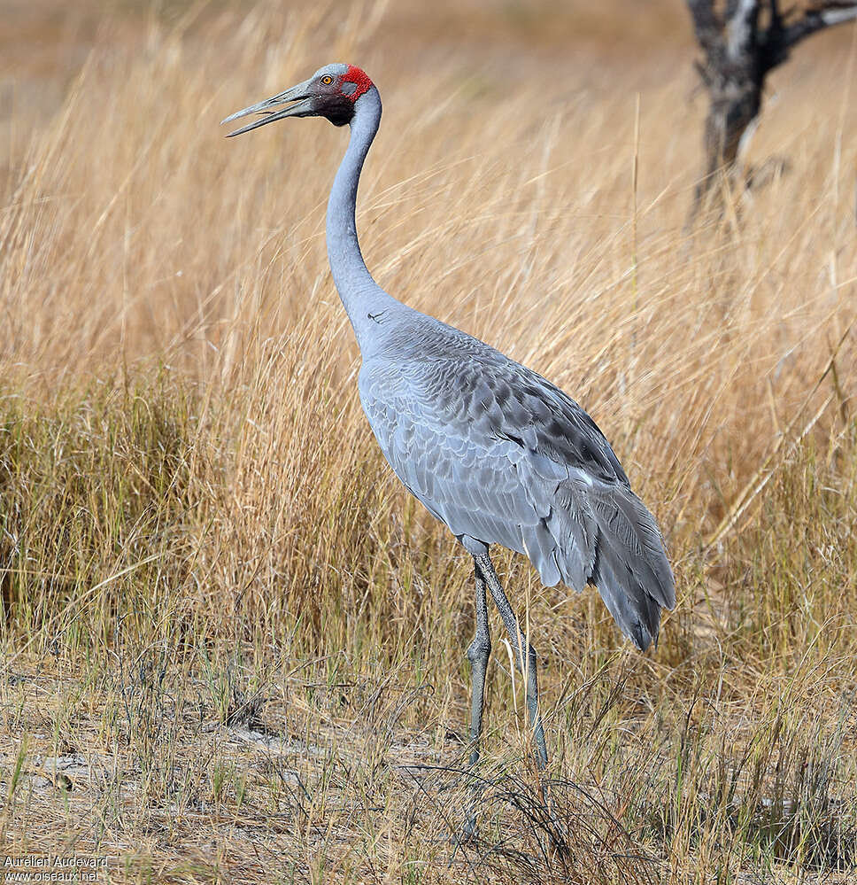 Grue brolga mâle adulte, identification