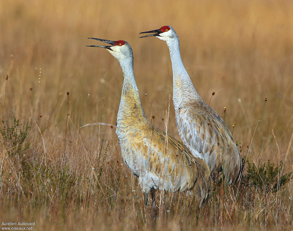 Sandhill Craneadult breeding, song