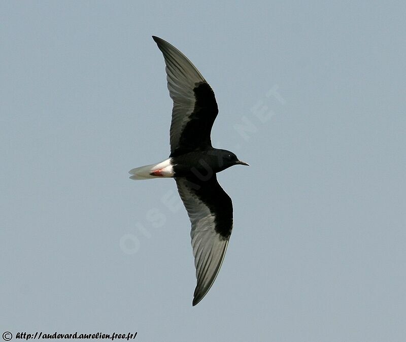 Guifette leucoptère