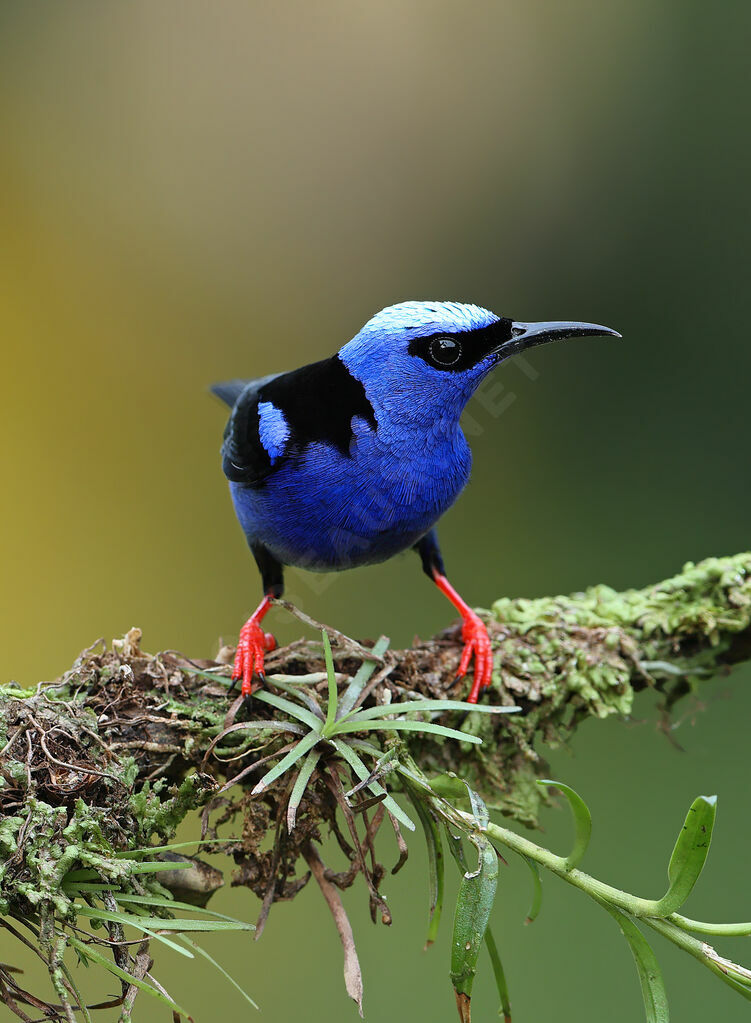 Guit-guit saï mâle adulte, identification